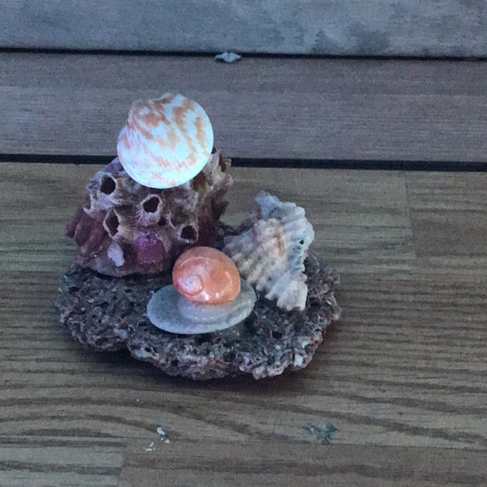 An original Atlantic Shell Sculpture